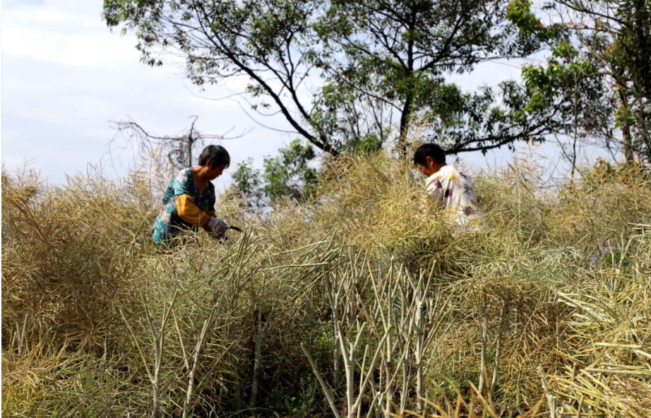 重庆大足：荒坡地变丰收田 千亩油菜迎丰收