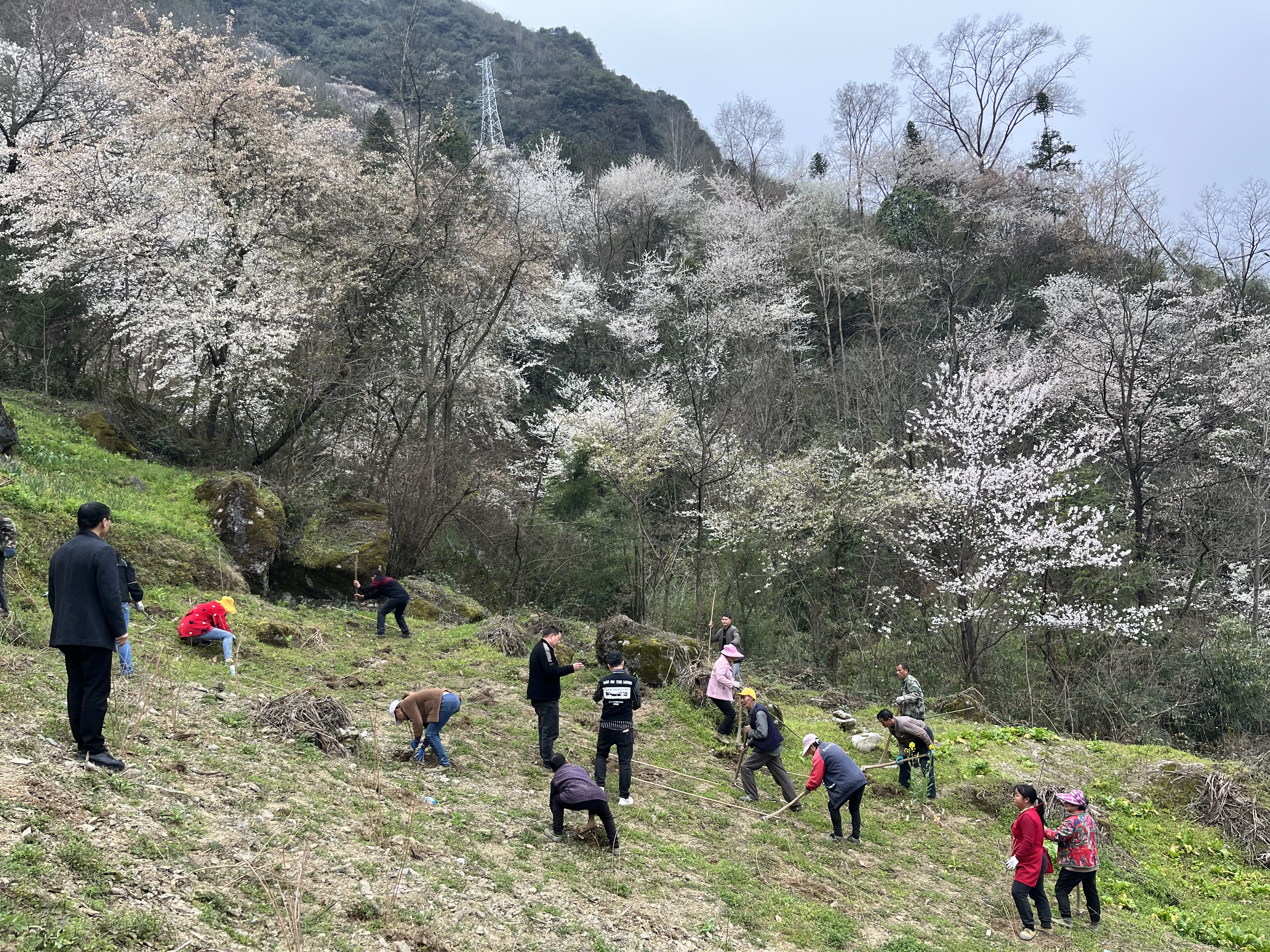 天池村植树活动.jpg