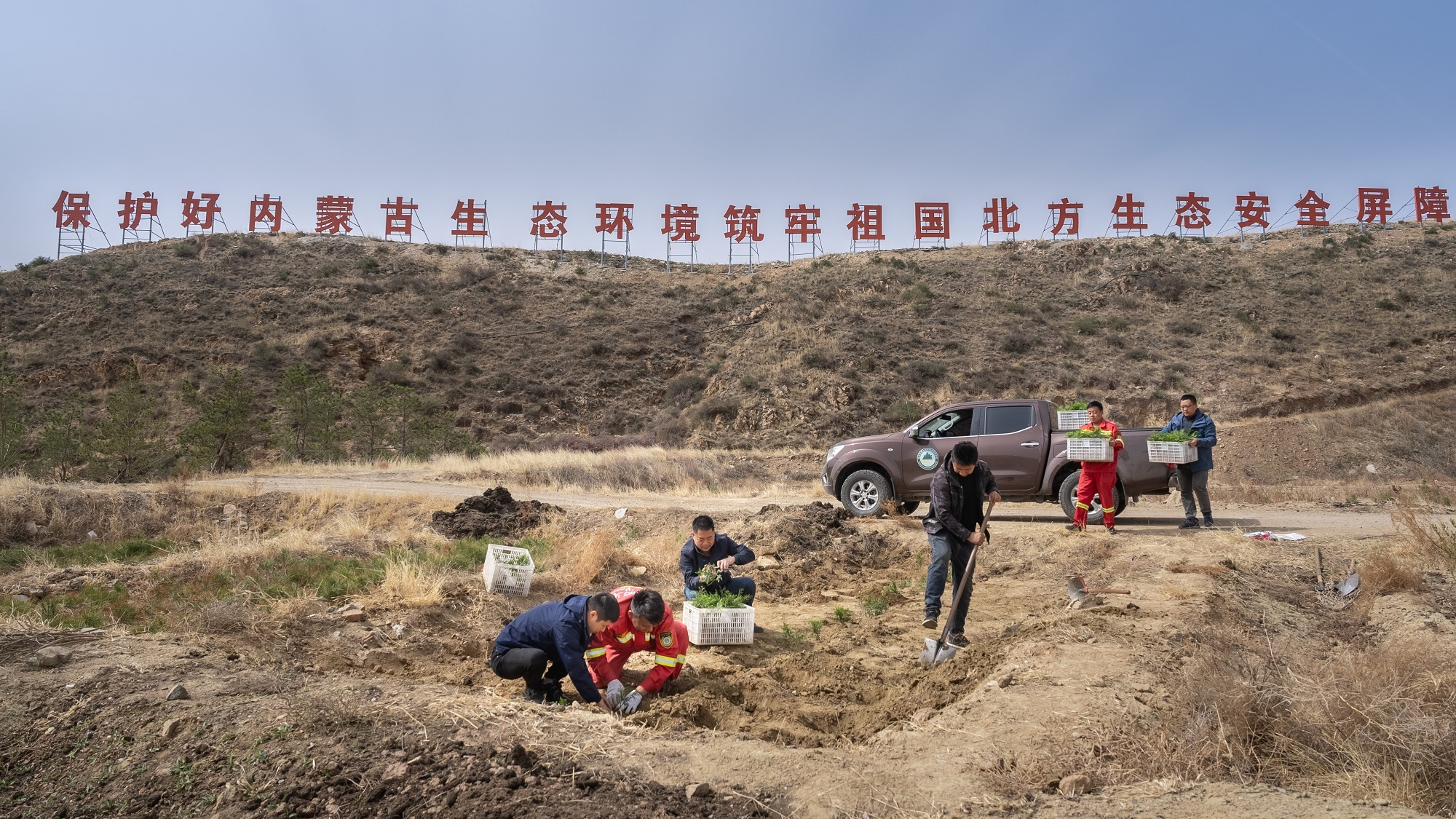 2023年4月21日，内蒙古大青山国家级自然保护区，科研人员正在移栽崖柏。王晓宇 摄