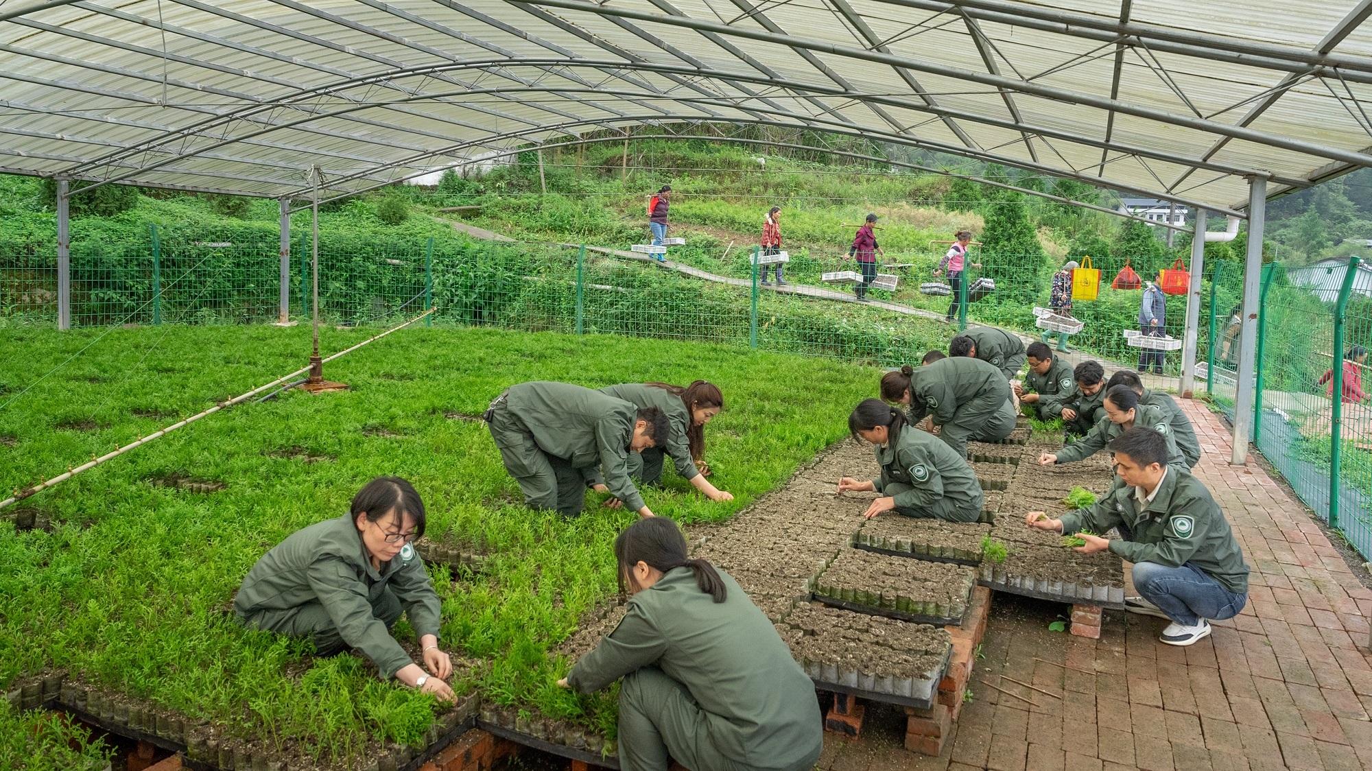 2023年5月10日，重庆雪宝山国家级自然保护区崖柏繁育科研基地，科研人员正在温室大棚扦插崖柏，两年后，将移栽野外。王晓宇 摄