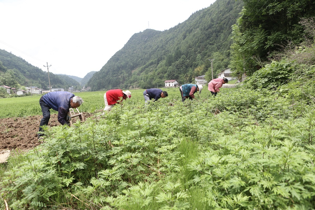 红椿村村民在采挖贝母。摄影：卢先庆
