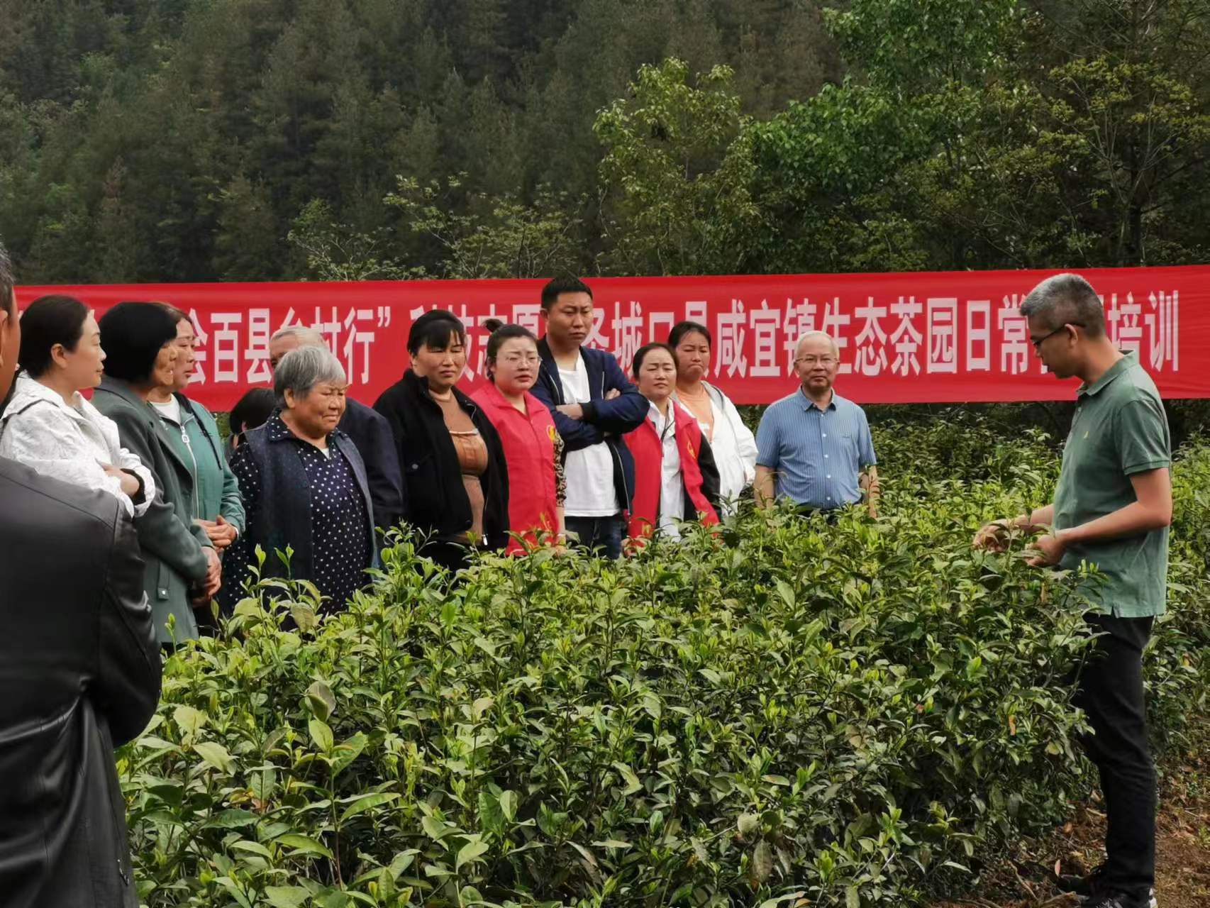 4月18日&ldquo;智惠行动&bull;百会百县乡村行&rdquo;科技志愿服务城口县咸宜镇生态茶园日常管理培训.jpg