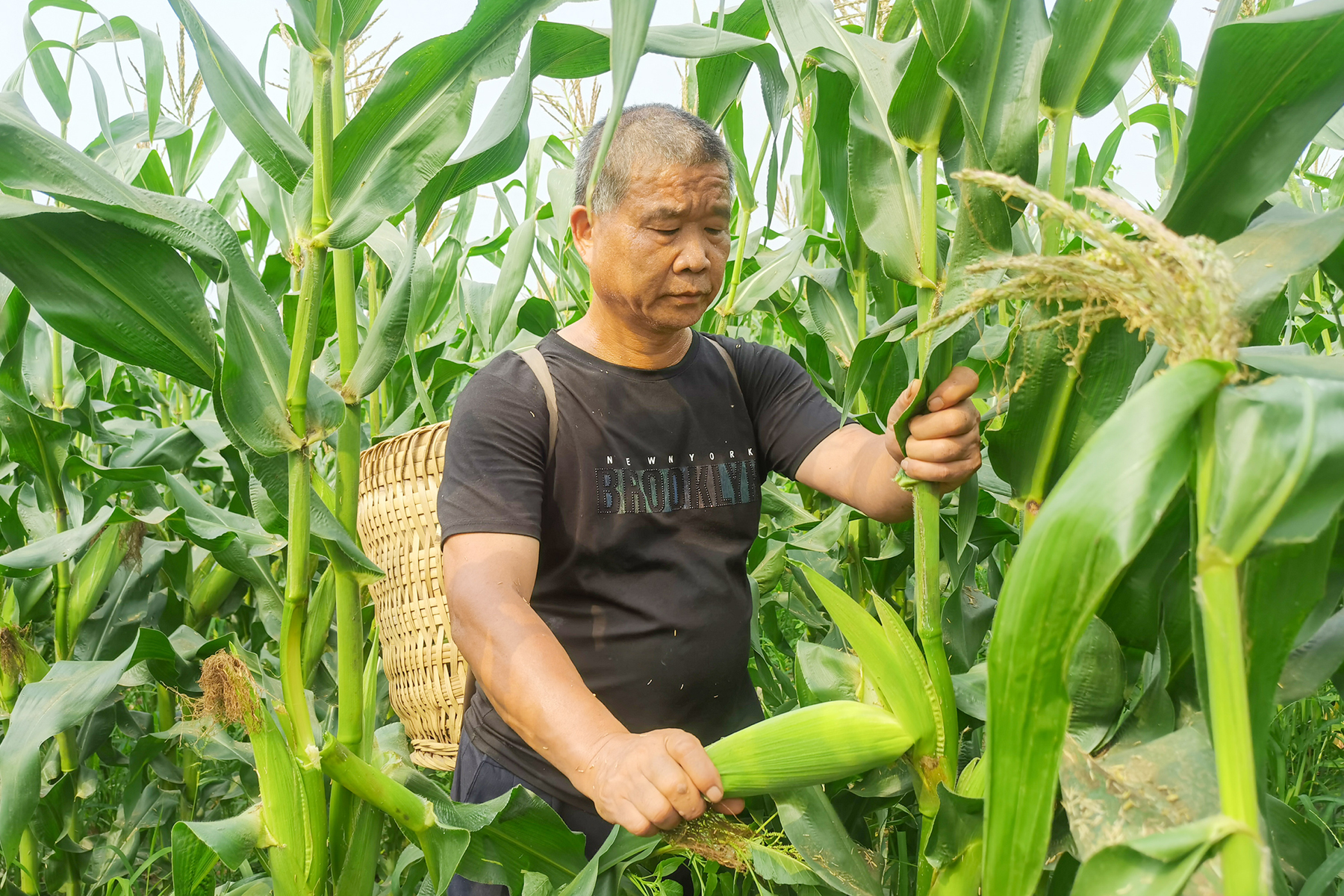 眼下,正是嫩玉米成熟的时期,重庆市大渡口区建胜镇民胜村约200亩京科糯928玉米喜获丰收。村民正抓紧时间采收,玉米地一片繁忙。(摄影:唐洪琼)
