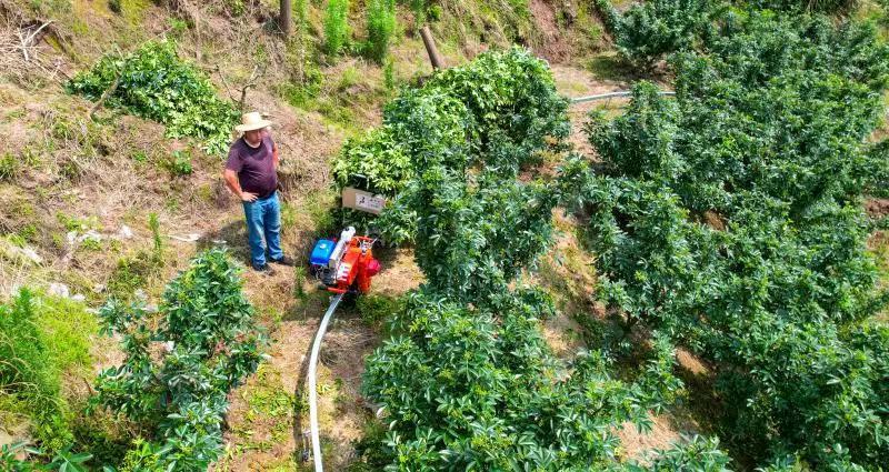 云阳县后叶镇良民村花椒种植基地，利用山地单轨运输机运送花椒。（摄影：谭启云）