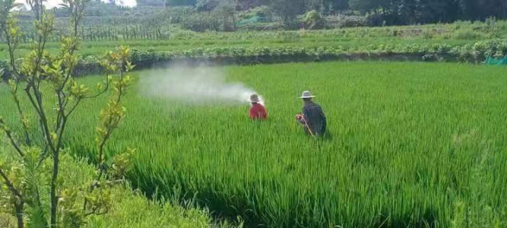 全区首个稻谷“申绿”成功 喜乡遇稻谷获绿色食品认证