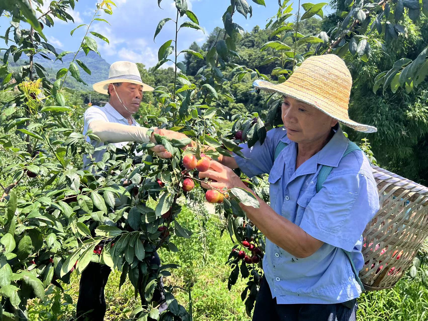 綦江：夏季果香飘 产业促增收