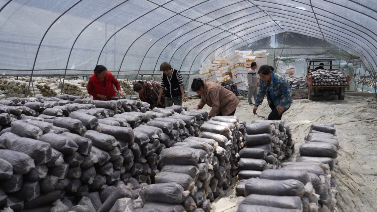 图为新田村食用菌示范基地高温菇生产现场。（巫溪县融媒体中心供图）