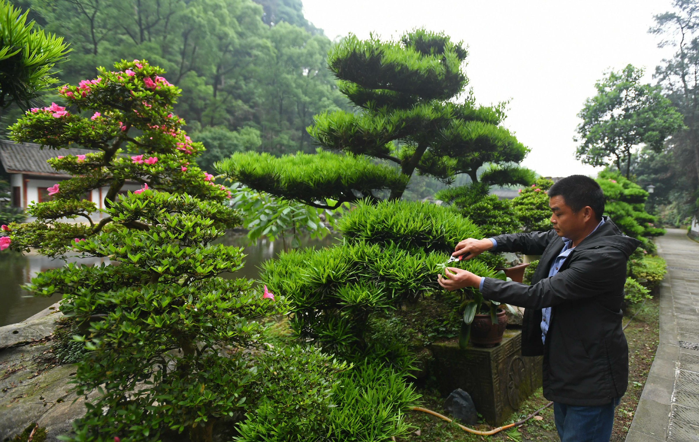 双龙村盆景(250346)-20230712142608~1.jpg