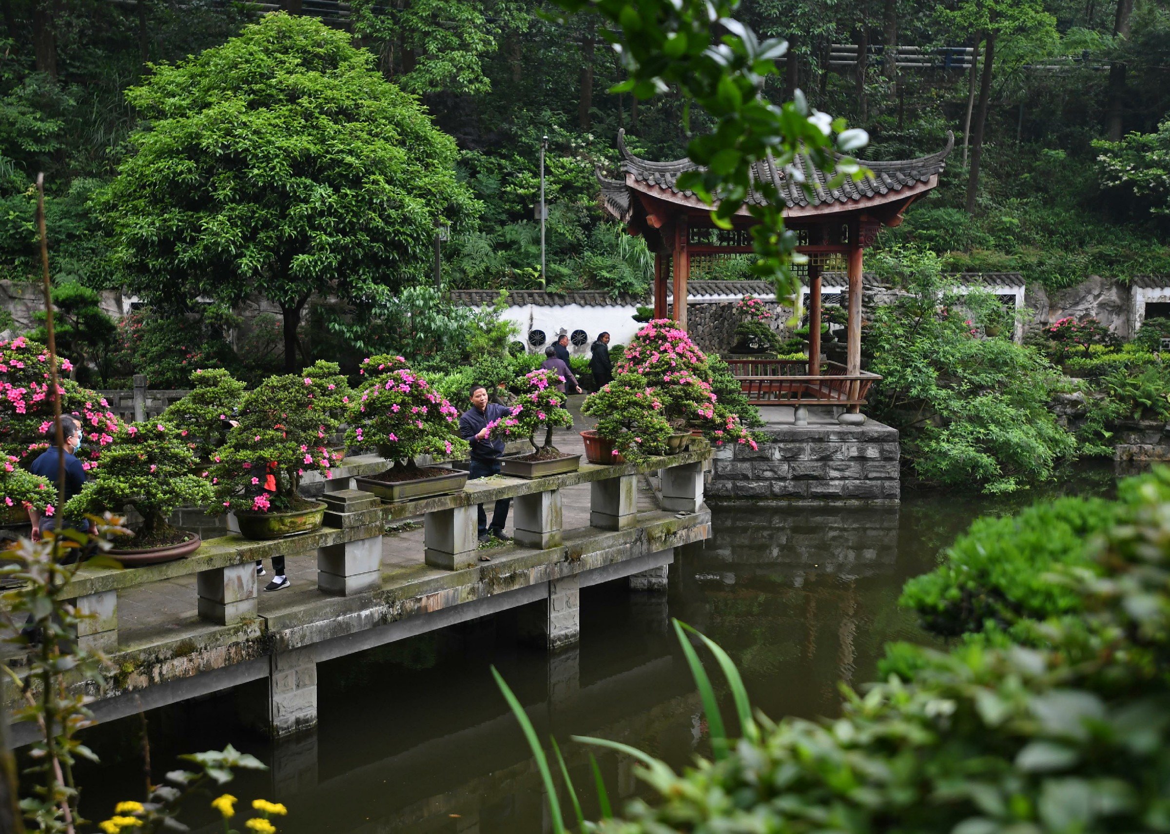 双龙村盆景(250345)-20230712142603~1.jpg