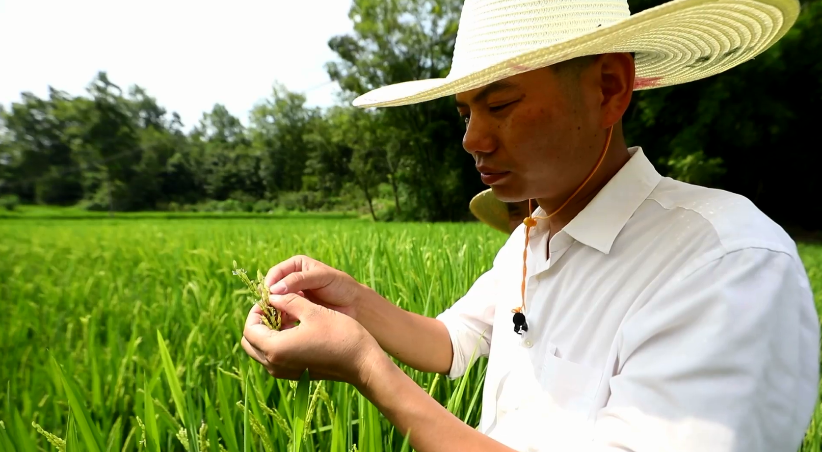 重庆垫江：2万亩制种水稻抽穗扬花