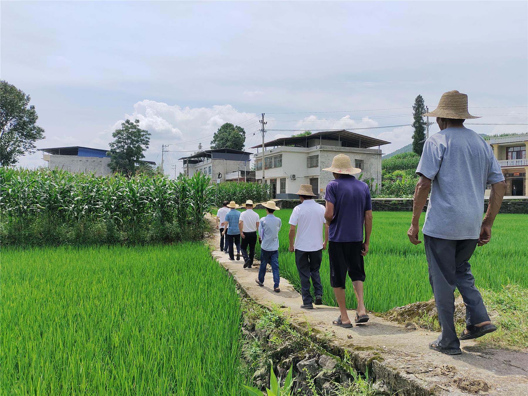 农坝镇:水稻病虫害防治培训走进田间地头-云阳县新时代文明实践中心