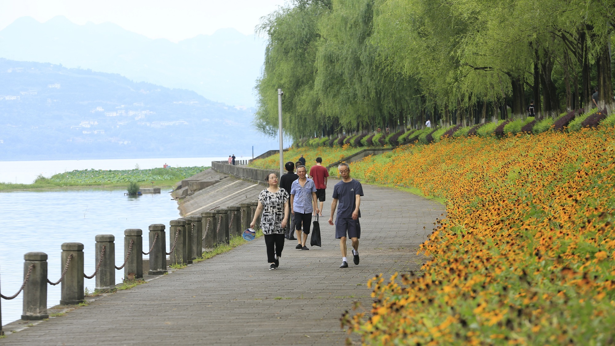 市民在开州汉丰湖消落带花海漫步。张鑫坪 摄