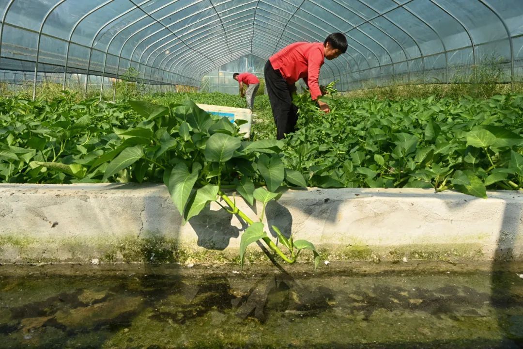 8月14日，北碚区金刀峡镇“鱼菜共生”鲈鱼养殖基地，工作人员正在采摘蔬菜。 记者 万难 摄