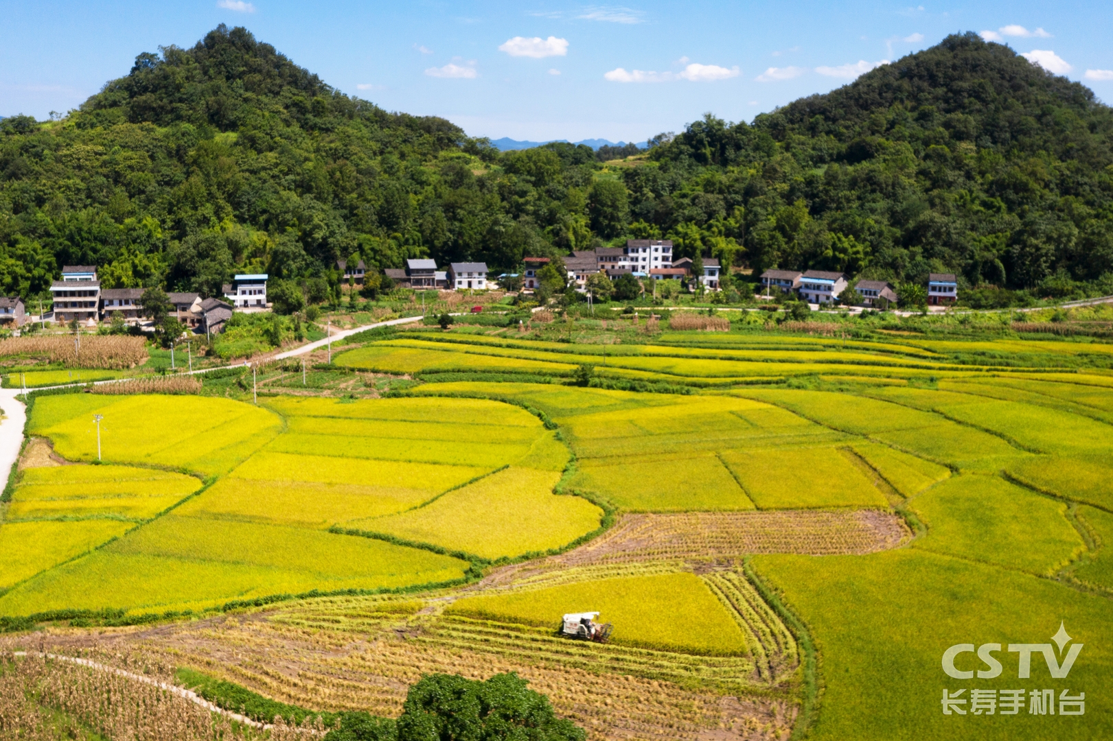 我区水稻收割全面展开+袁志龙1 (复制).jpg