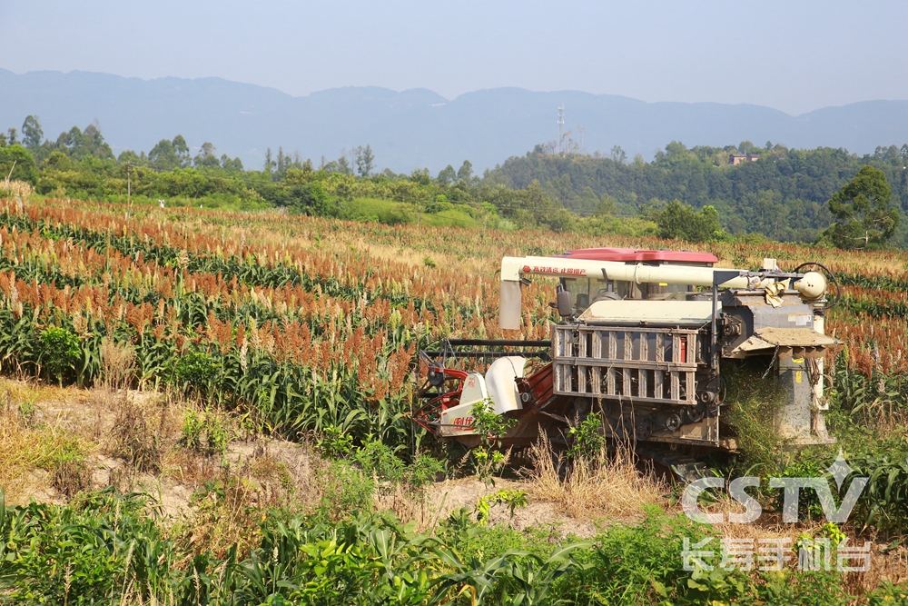 【记者走基层】长寿：2.5万亩带状复合种植促&ldquo;粮稳豆增&rdquo;1.jpg