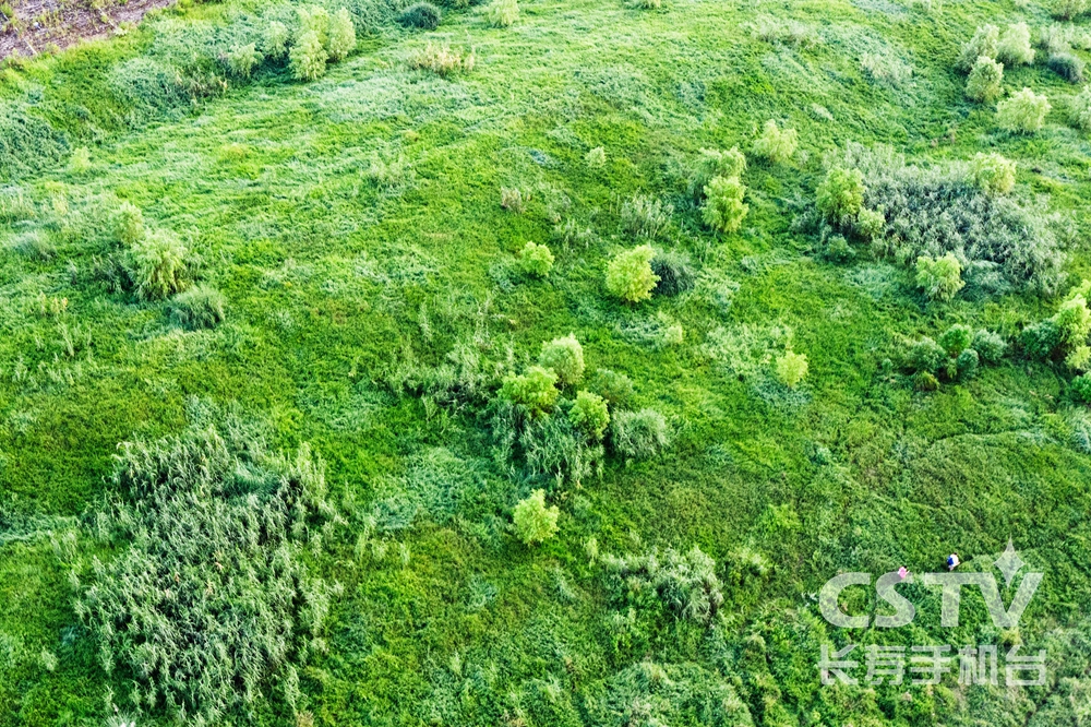 瞧！长寿这里有一片&ldquo;森林草原&rdquo;4.jpg