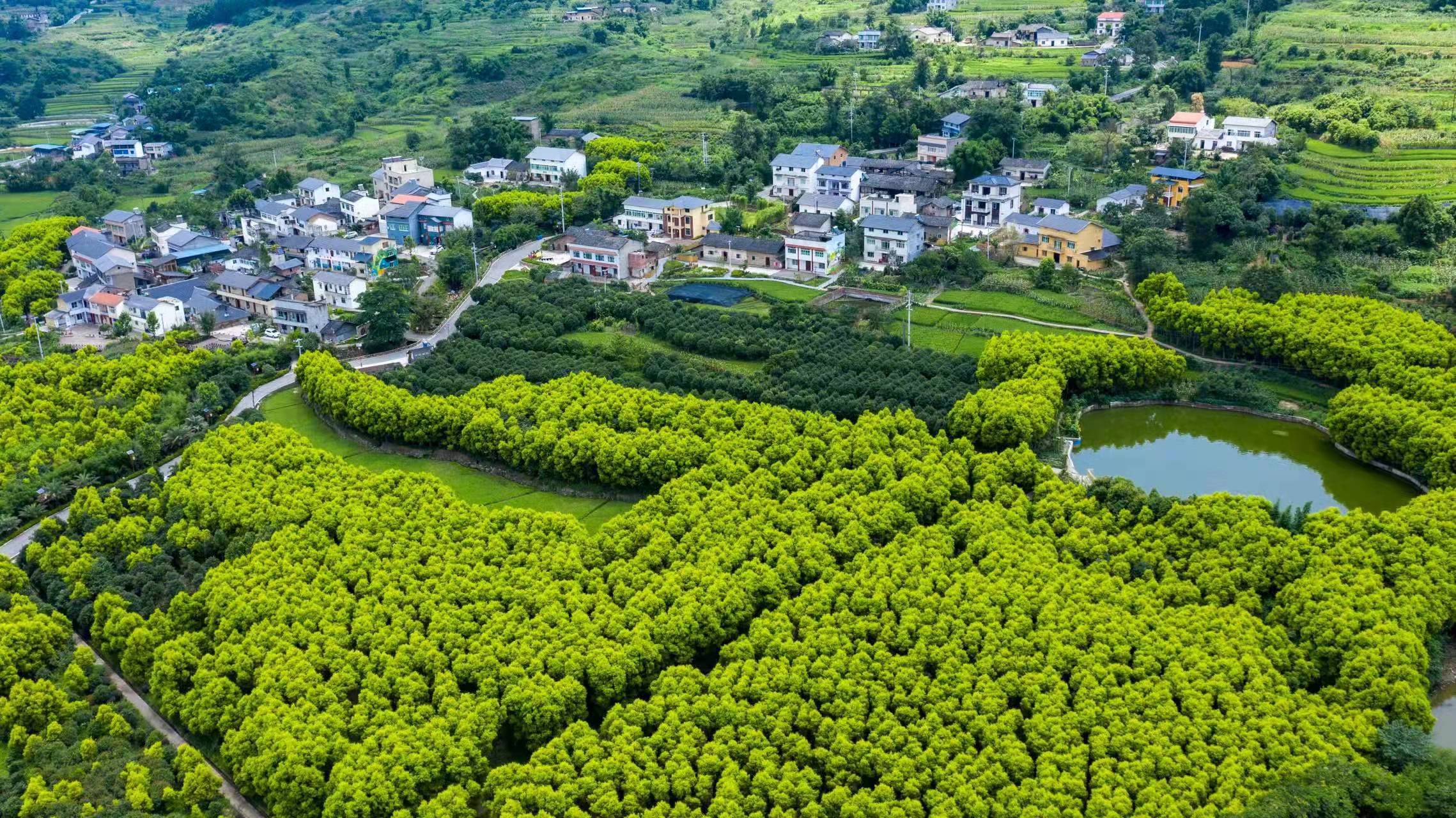 北碚區(qū)柳蔭鎮(zhèn)東升村黃金香柳。受訪單位供圖。.jpg