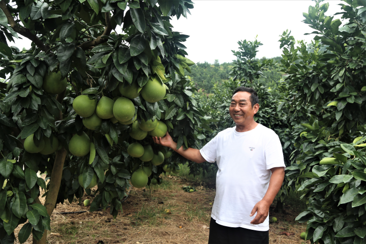 田波在他的柚子基地.jpg