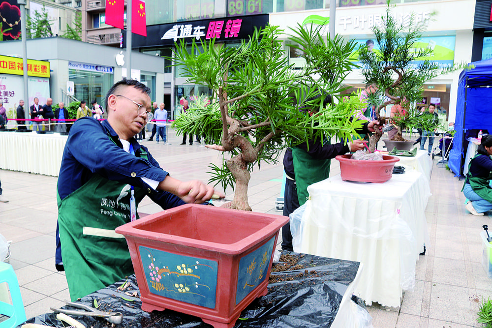 盆景“奥运会”上斩获4金8银14铜  重庆盆景为何这样火？1