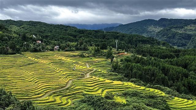 石柱县三星乡梯田景观。隆太良 摄