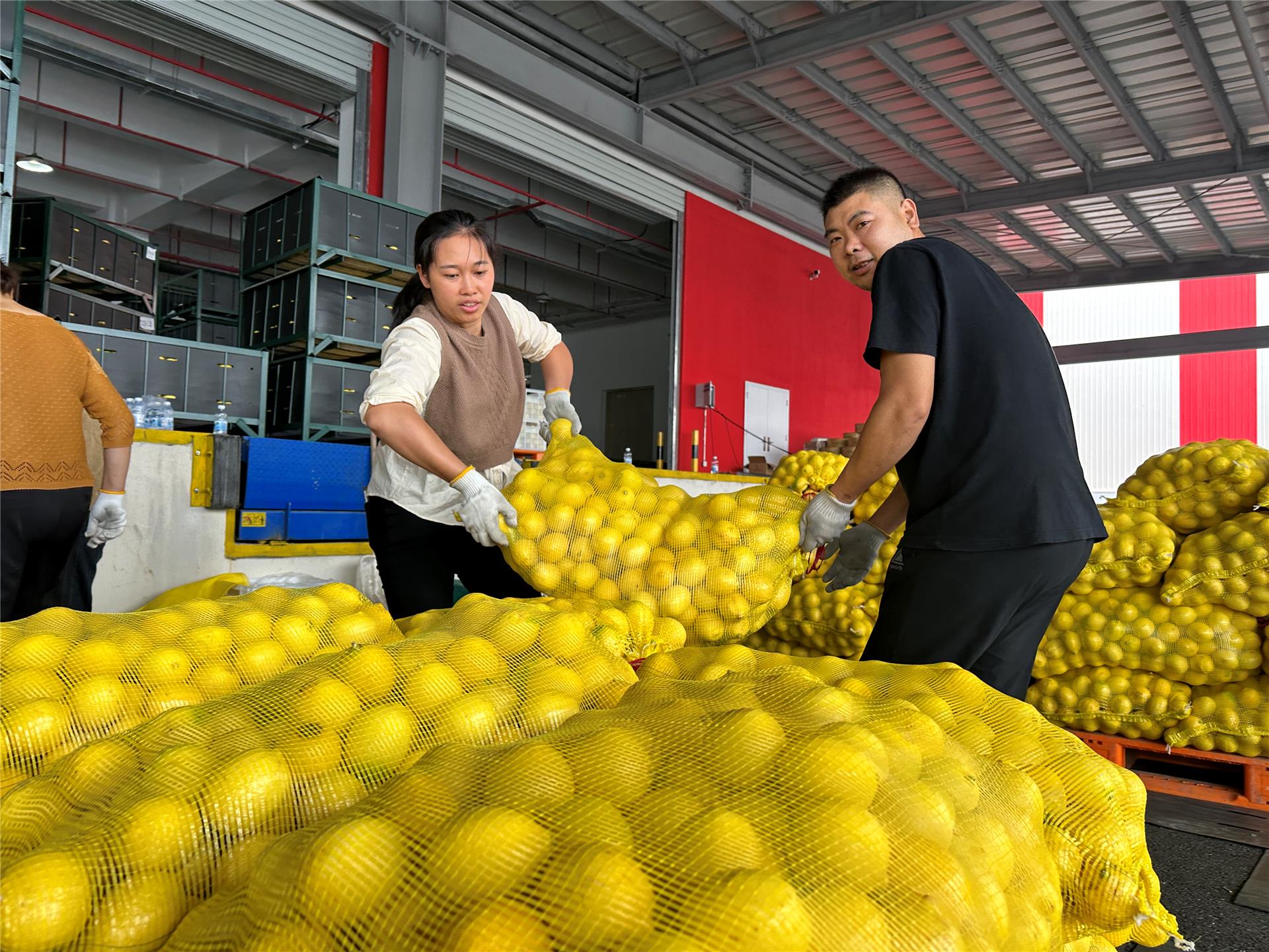 雪王农业：扎根川渝 打造柠檬供应基地