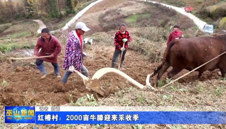红椿村：2000亩牛膝迎来采收季