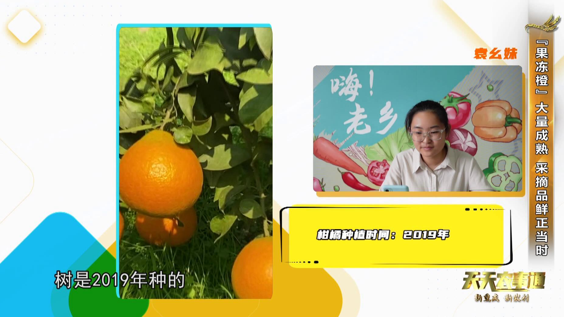 【天天农事通】“果冻橙”大量成熟 采摘品鲜正当时