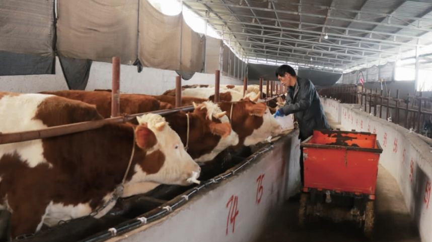 重庆彭水：肉牛产业为乡村振兴添“牛”劲