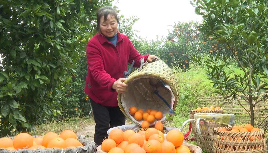 柑橘成熟走俏上市 直播带货助农增收