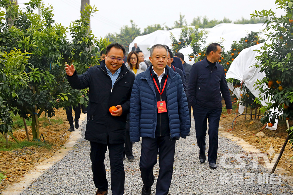 区政协专题视察区农业农村委提案办理落实情况1.jpg