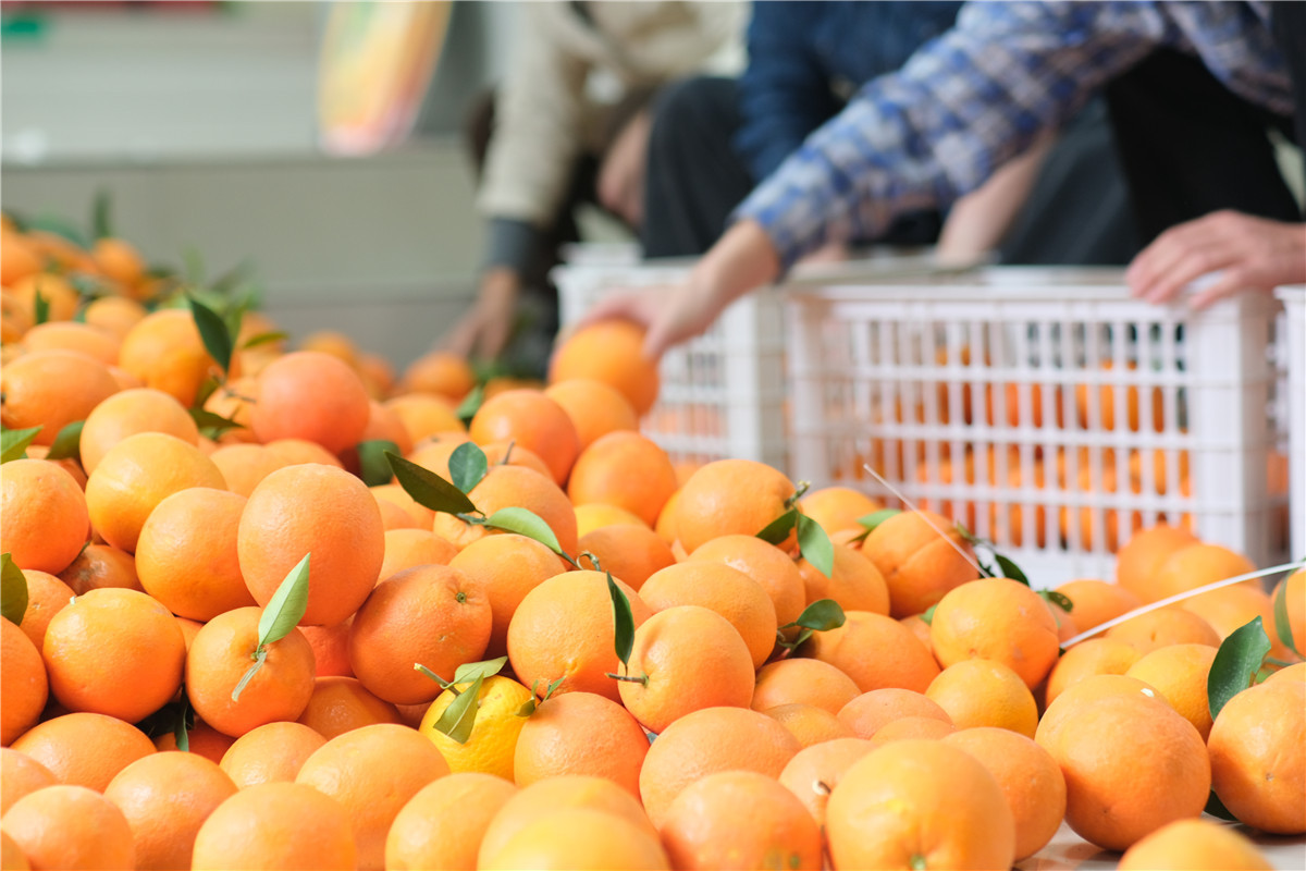 巫山：今年首批柑橘出口 试水海外市场