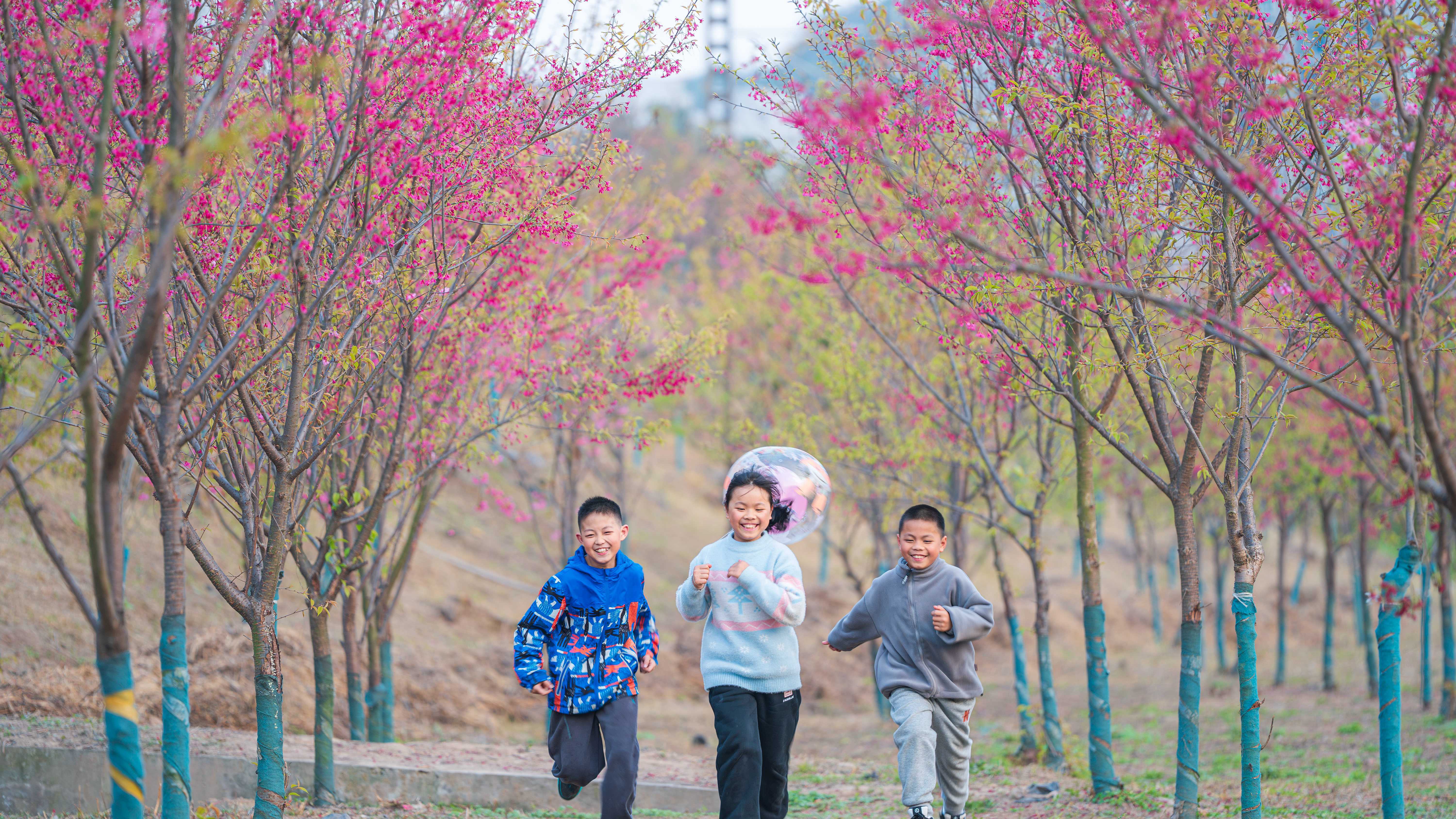 在沙溪滨河公园，小朋友在樱花林中奔跑嬉戏。（摄影：熊宇 ）