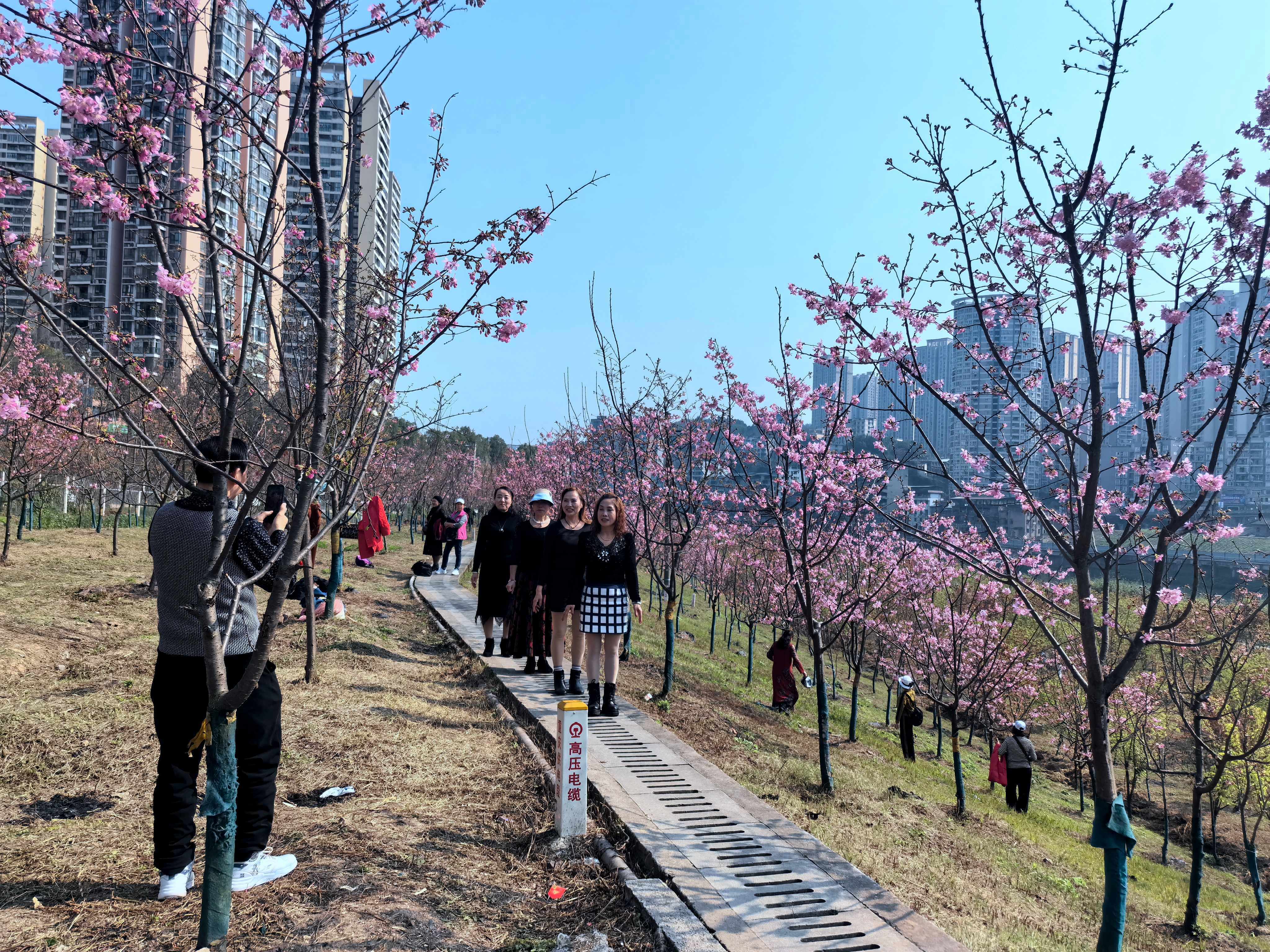 市民在樱花林中打卡拍照。（摄影：张梦寒）