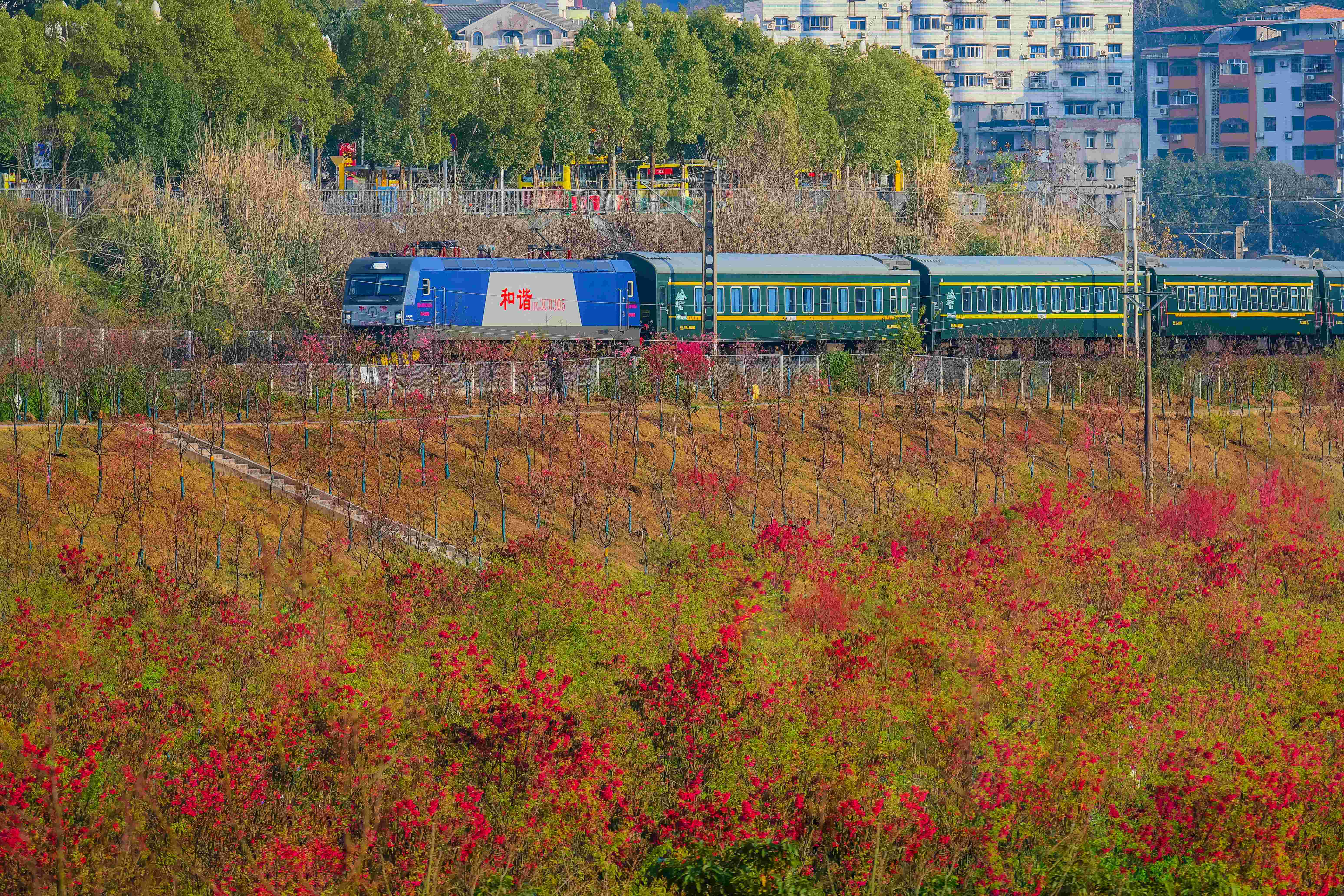 时下正值樱花盛开期，一辆绿皮火车穿行在樱花丛中。（摄影： 陈宗武）