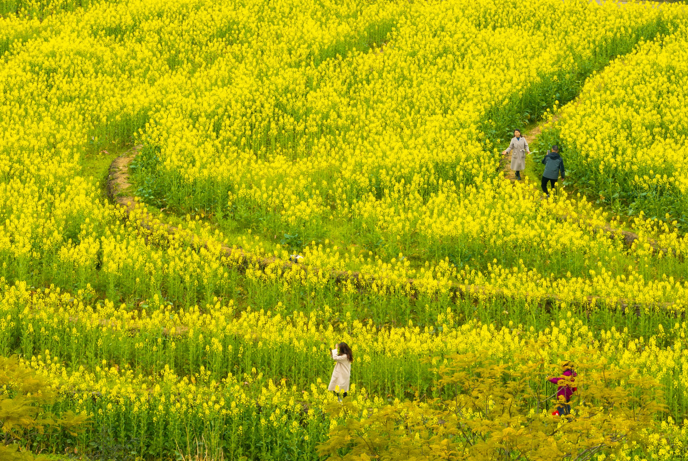 重庆春天的景色图片