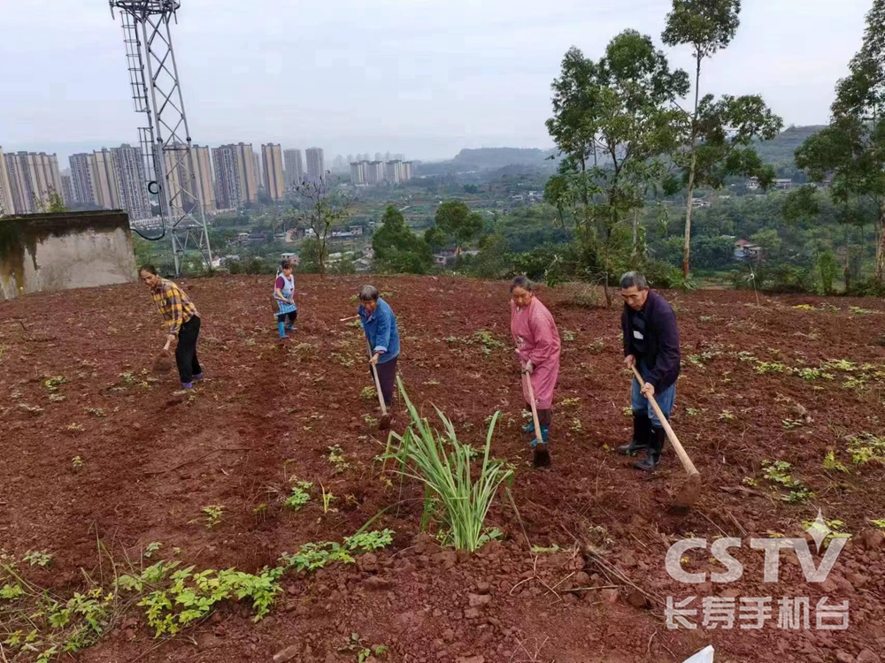 阳鹤山上菜花开 耕地恢复效果显.jpg