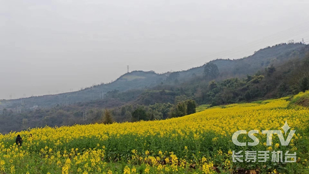 阳鹤山上菜花开 耕地恢复效果显2.jpg