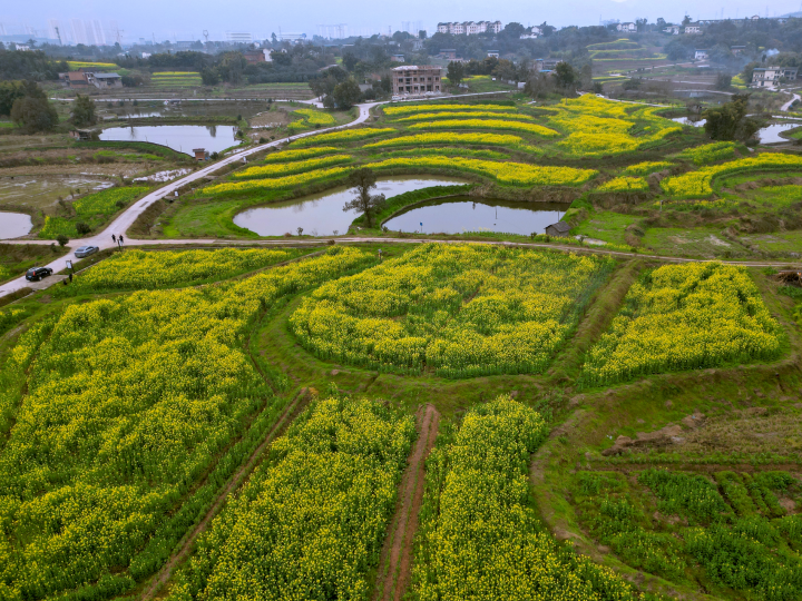 西彭镇新民村连片的油菜花开满田间地头。