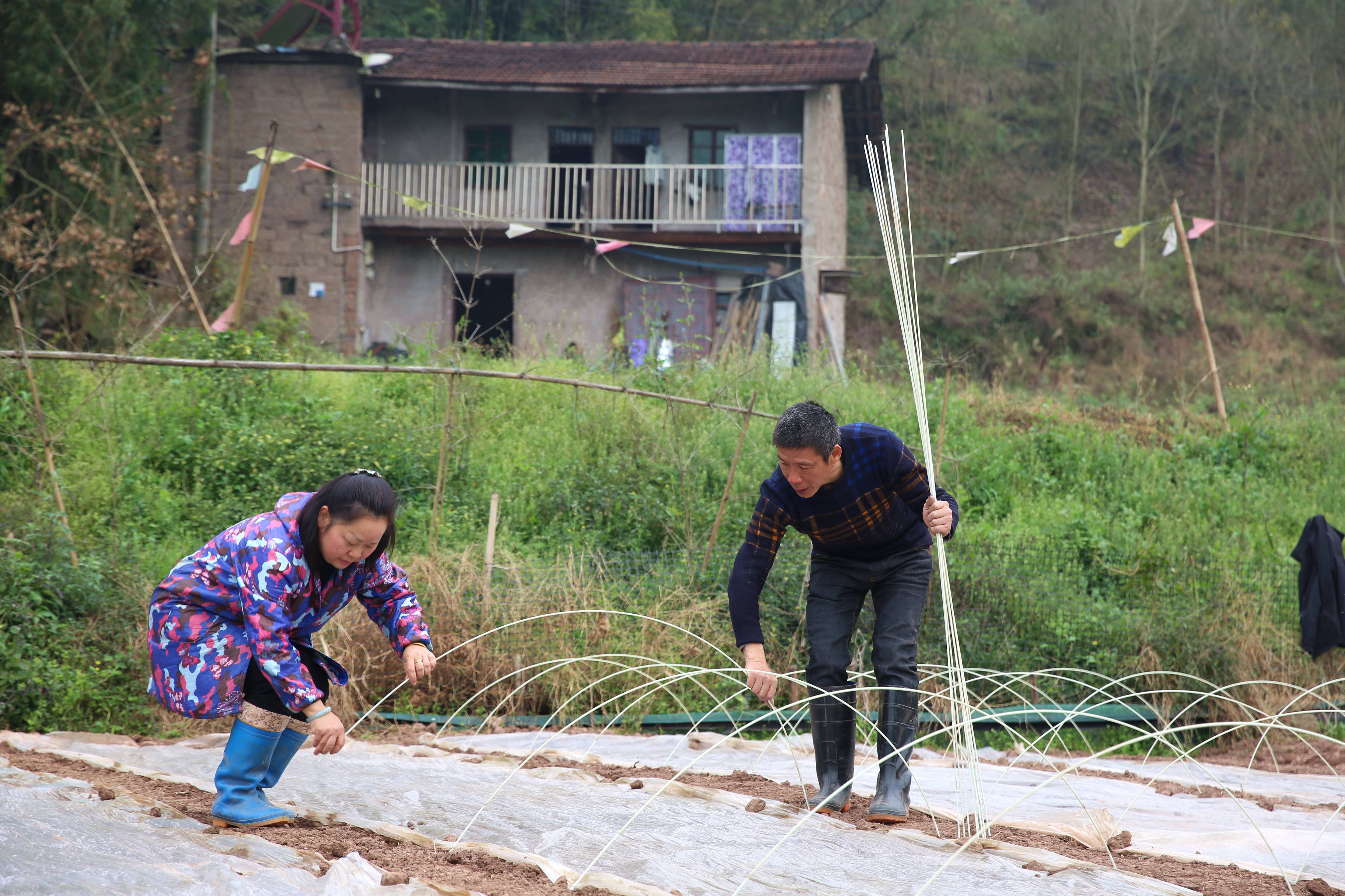 在三江街道龙桥村，种植大户王刚趁着晴好天气开展水稻育苗工作，图为王刚铺设塑料薄膜。（摄影：张梦寒）