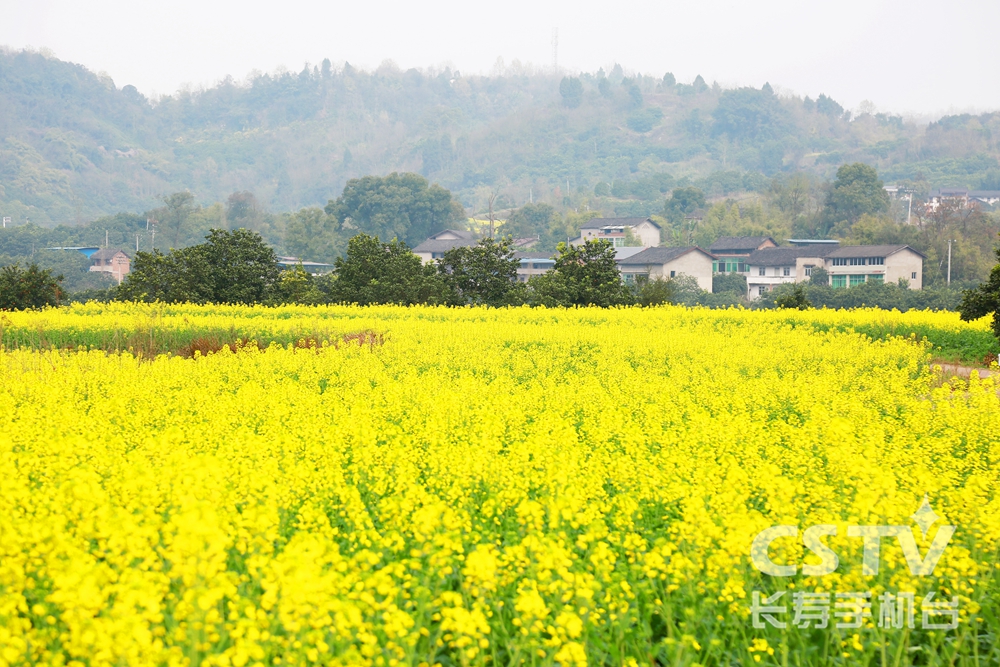 邻封镇：油菜花开客自来 农旅融合促增收2.jpg