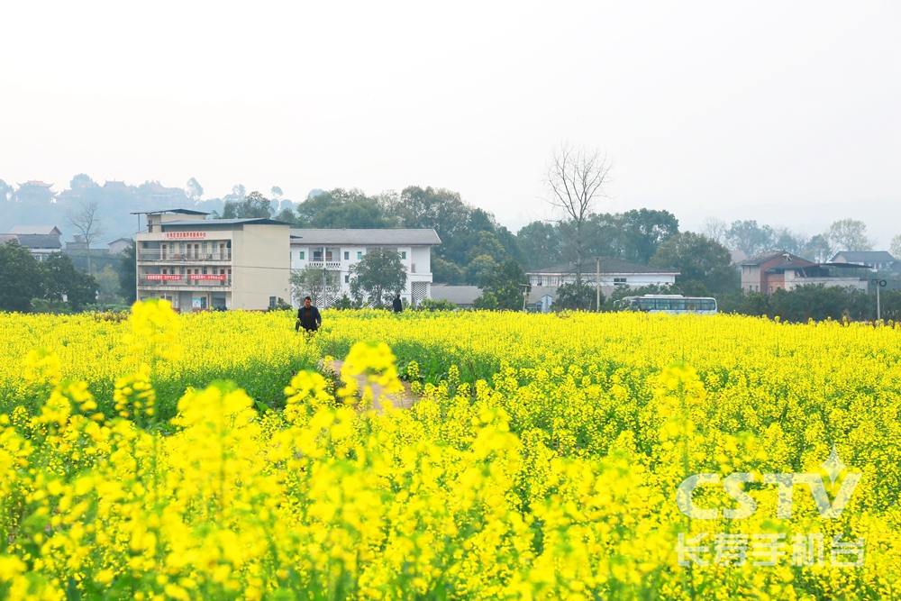 邻封镇：油菜花开客自来 农旅融合促增收1.jpg