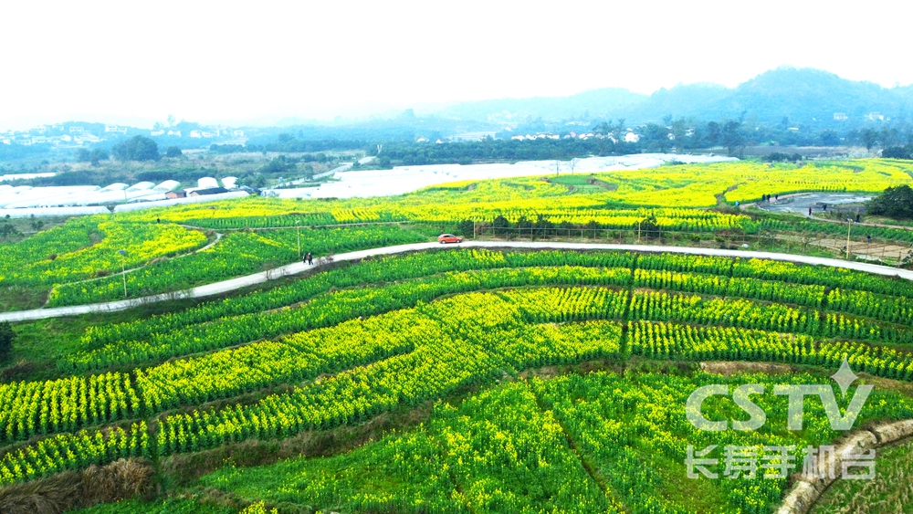 邻封镇：油菜花开客自来 农旅融合促增收4.jpg