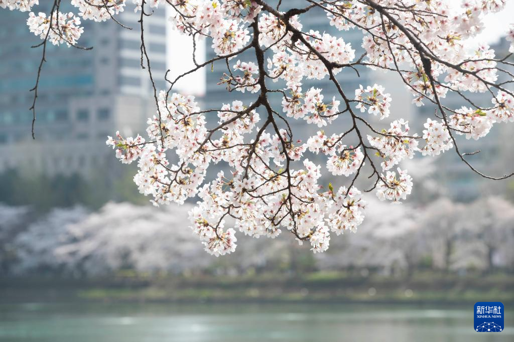 4月7日，韩国首尔石村湖附近的樱花绽放。新华社记者 姚琪琳 摄