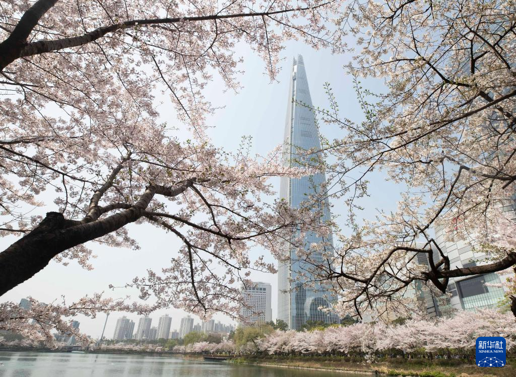 4月7日拍摄的樱花映衬下的韩国首尔乐天塔。新华社记者 姚琪琳 摄