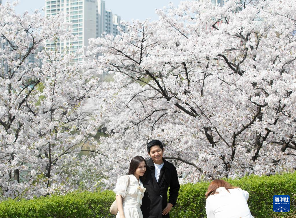 4月7日，游人在韩国首尔石村湖附近的樱花下留影。新华社记者 姚琪琳 摄