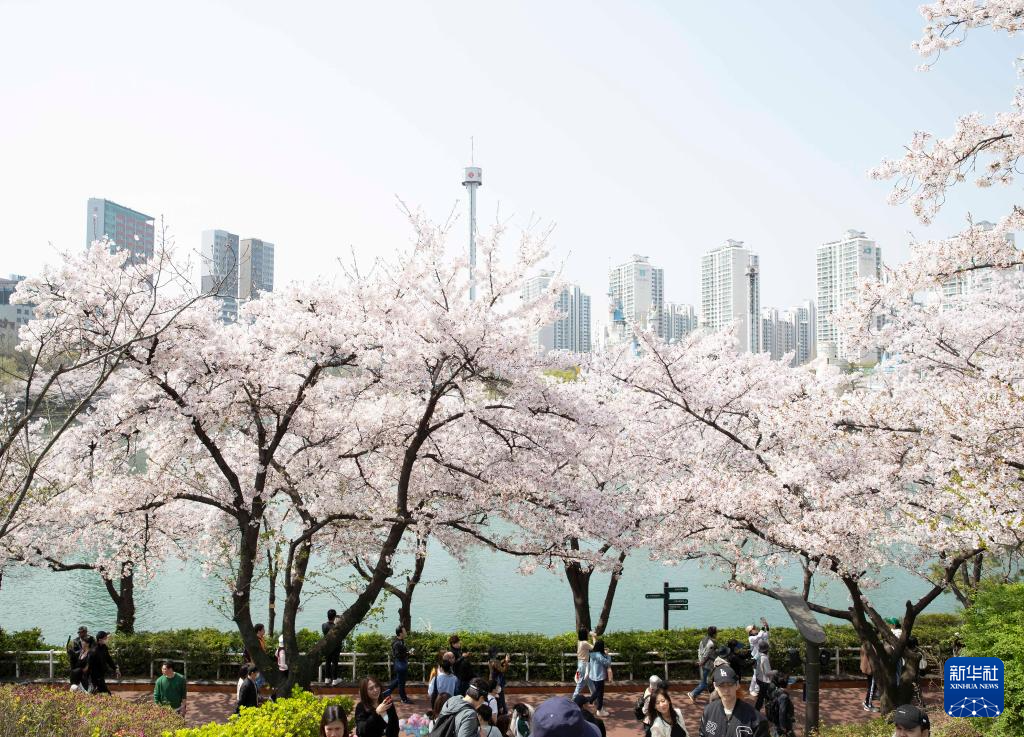 4月7日，游人在韩国首尔石村湖附近欣赏樱花。新华社记者 姚琪琳 摄