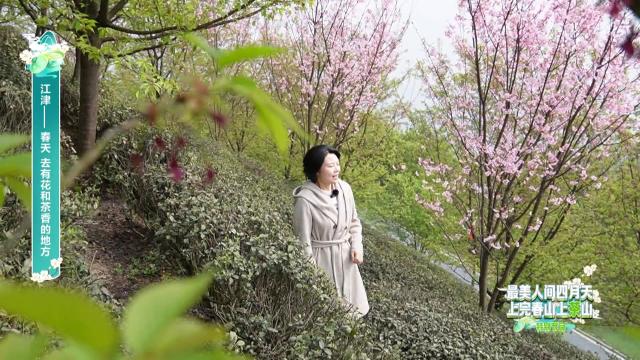 【天天农事通】最美人间四月天 上完春山上茶山：江津——春天 去有花和茶香的地方