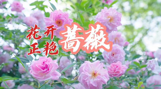 重庆大足：蔷薇花开正艳，你打卡了吗？