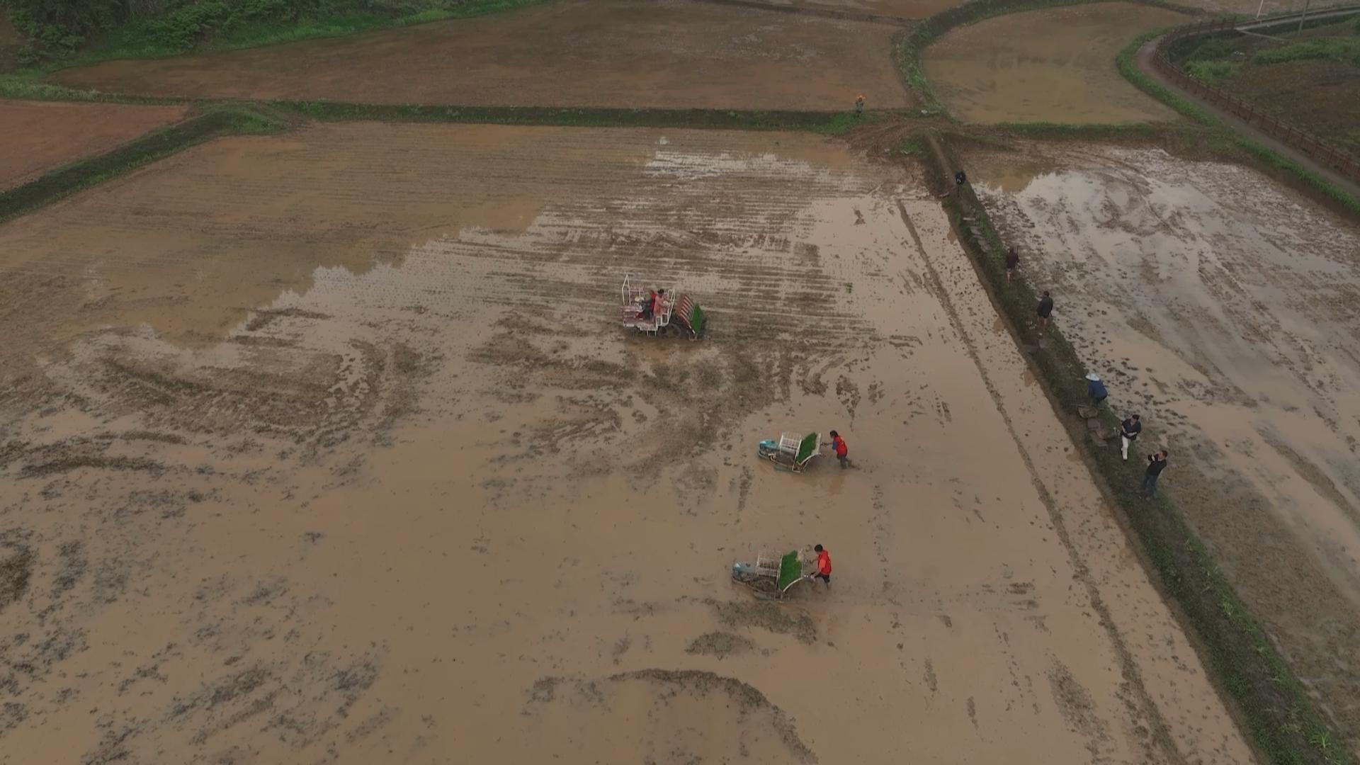 石龙镇：新品种新技术 水稻亩产将增产40%以上