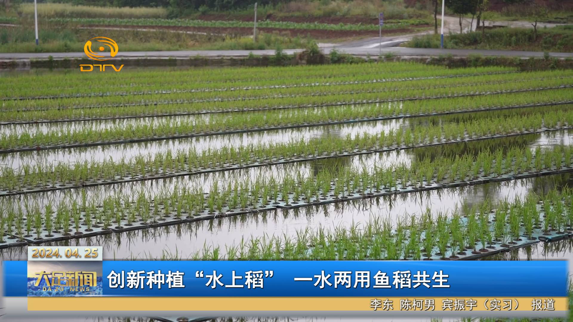 创新种植“水上稻” 一水两用鱼稻共生